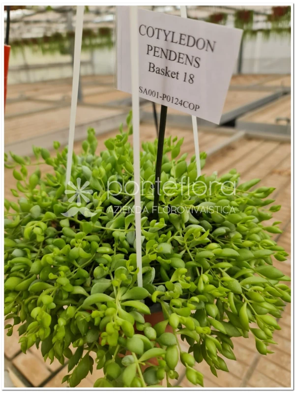 Cotyledon Pendens Cotyledon Pendens