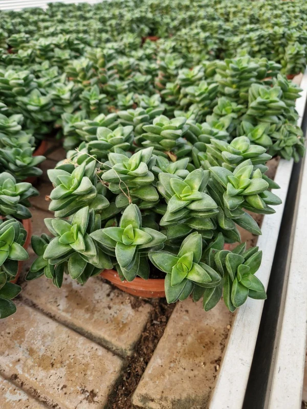 Crassula Perforata