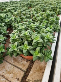 Crassula Perforata