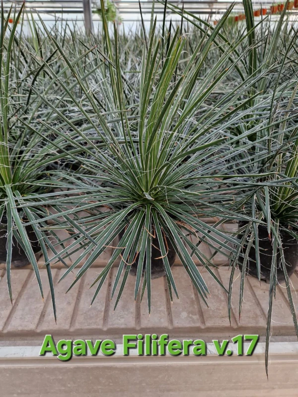 Agave filifera
