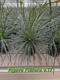 Agave filifera