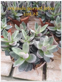 Crassula Alba Lotus