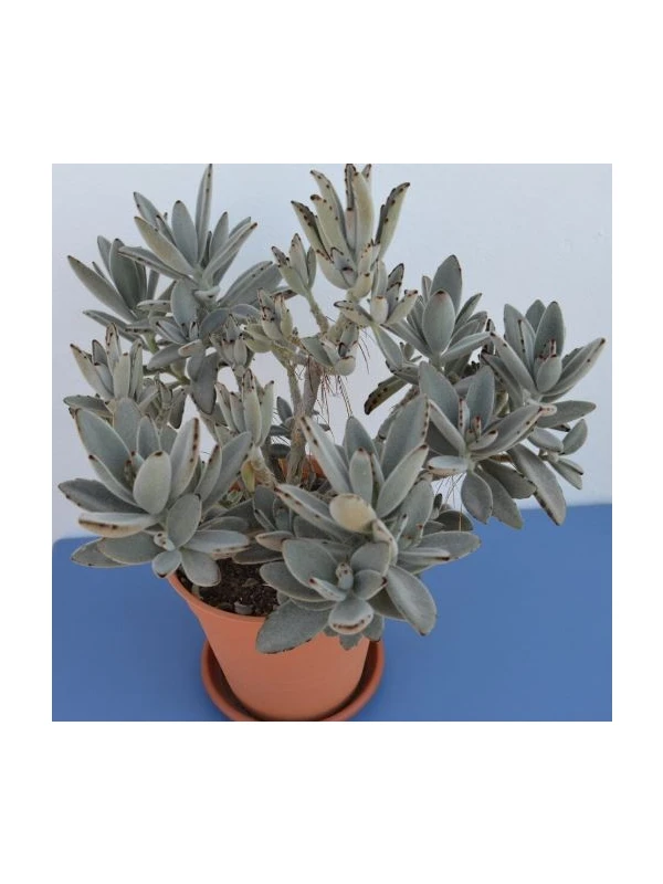 Kalanchoe tomentosa