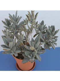 Kalanchoe tomentosa