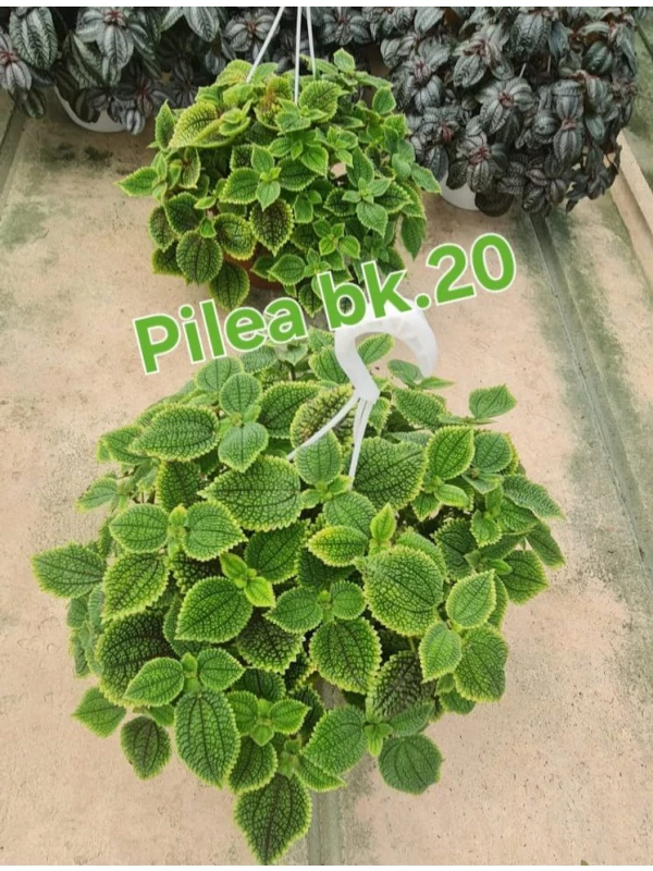 Pilea mix