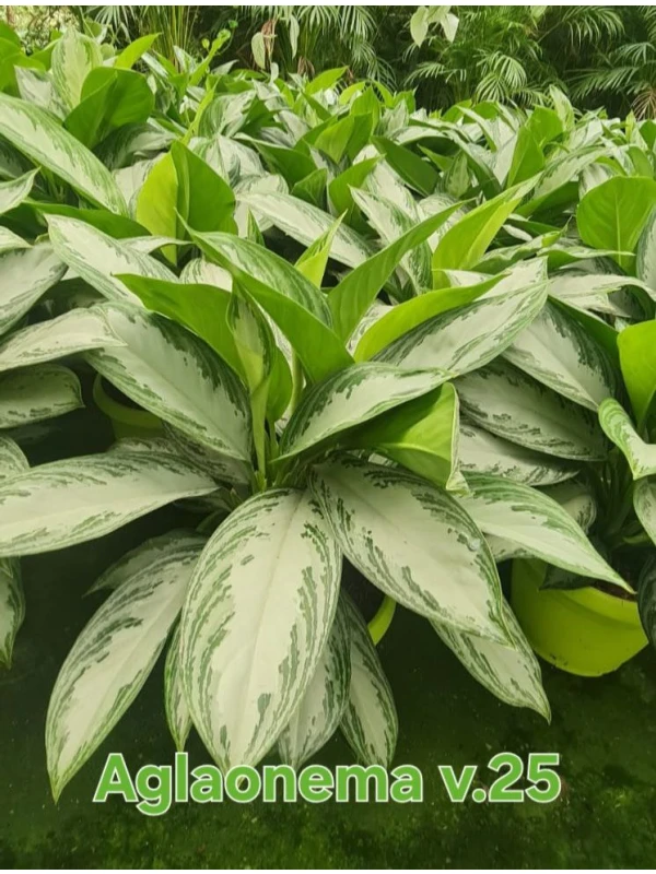 Aglaonema 'Silver Bay'