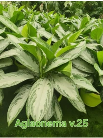Aglaonema 'Silver Bay'