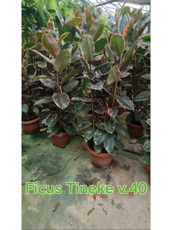 Ficus Tineke