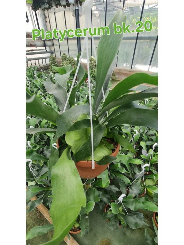 Platycerium bifurcatum Platycerium bifurcatum