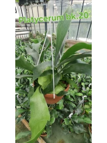 Platycerium bifurcatum