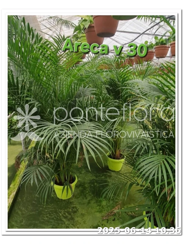 Areca