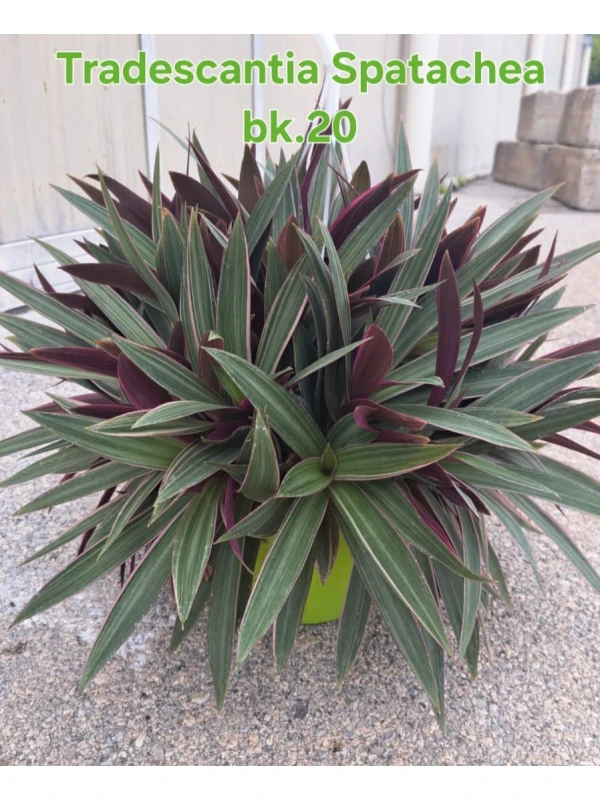Tradescantia spathacea
