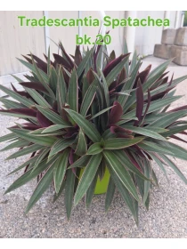 Tradescantia spathacea