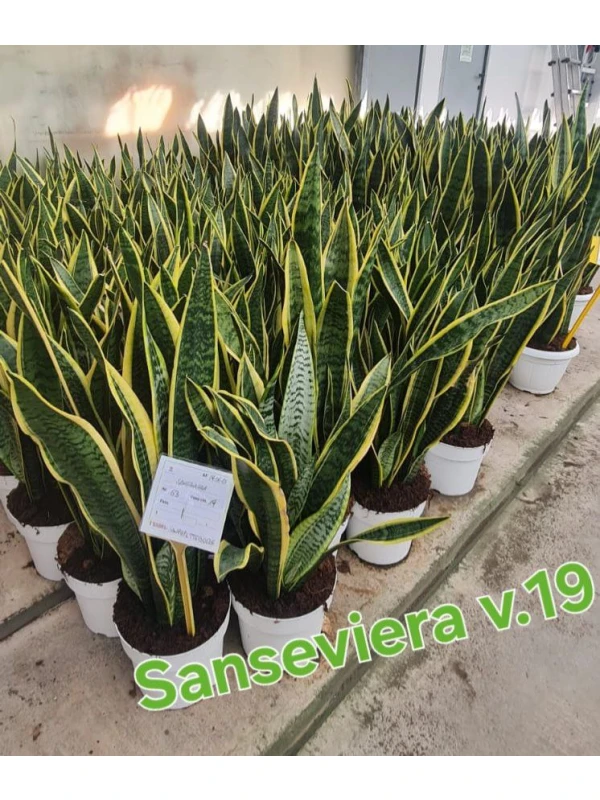 Sansevieria Laurentii Sansevieria Laurentii