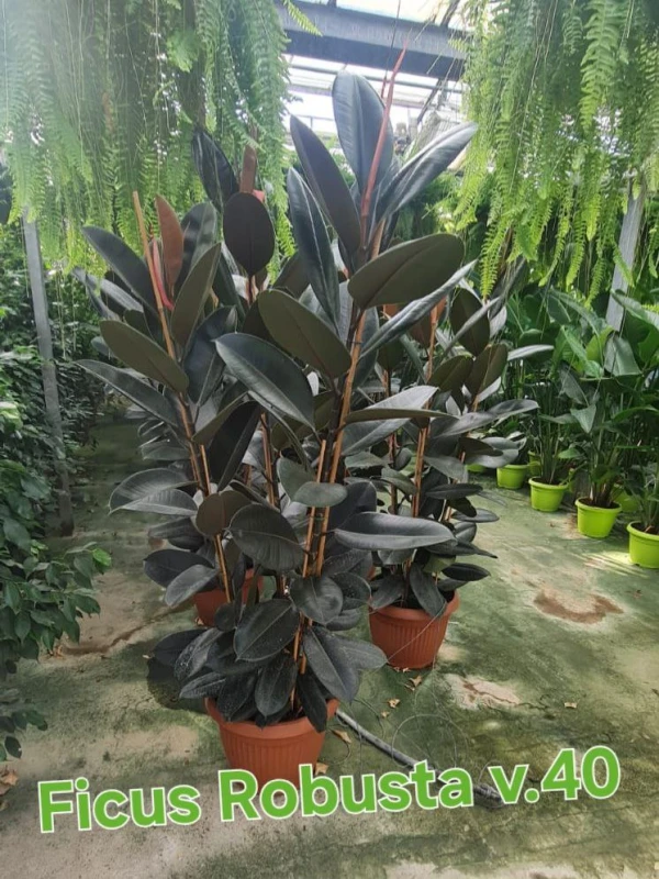 Ficus elastica 'Robusta' Ficus elastica 'Robusta'
