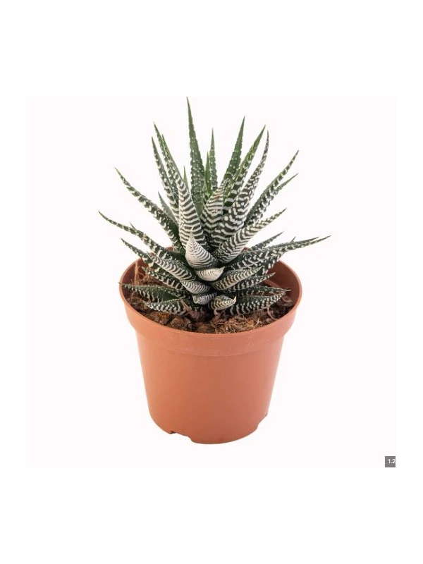 Haworthia mix