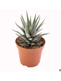 Haworthia mix