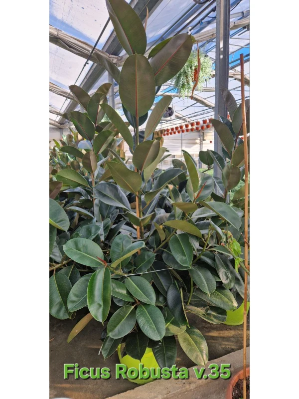 Ficus Robusta