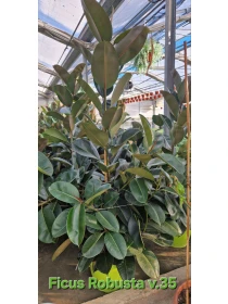 Ficus Robusta