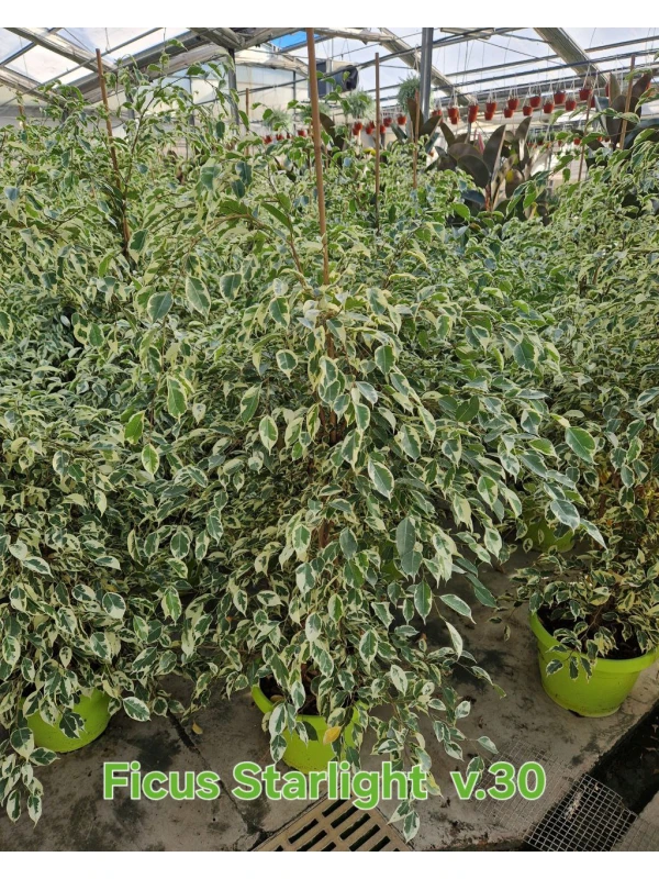 Ficus Starlight Ficus Starlight
