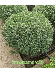 Chrysanthemum