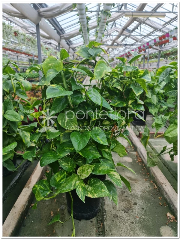 Scindapsus Aureum Scindapsus Aureum