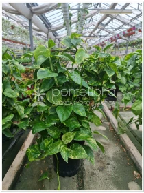 Scindapsus Aureum