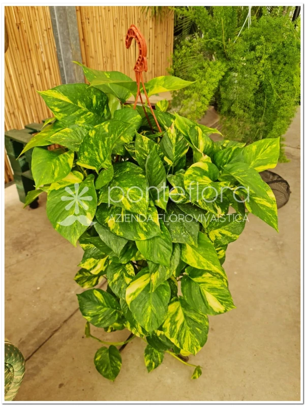 Scindapsus Aureum Scindapsus Aureum