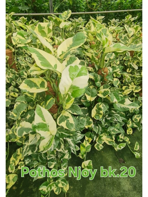 Scindapsus NJoy