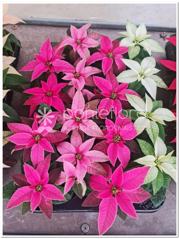 Euphorbia pulcherrima