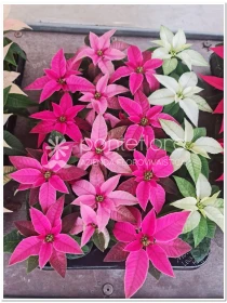 Euphorbia pulcherrima