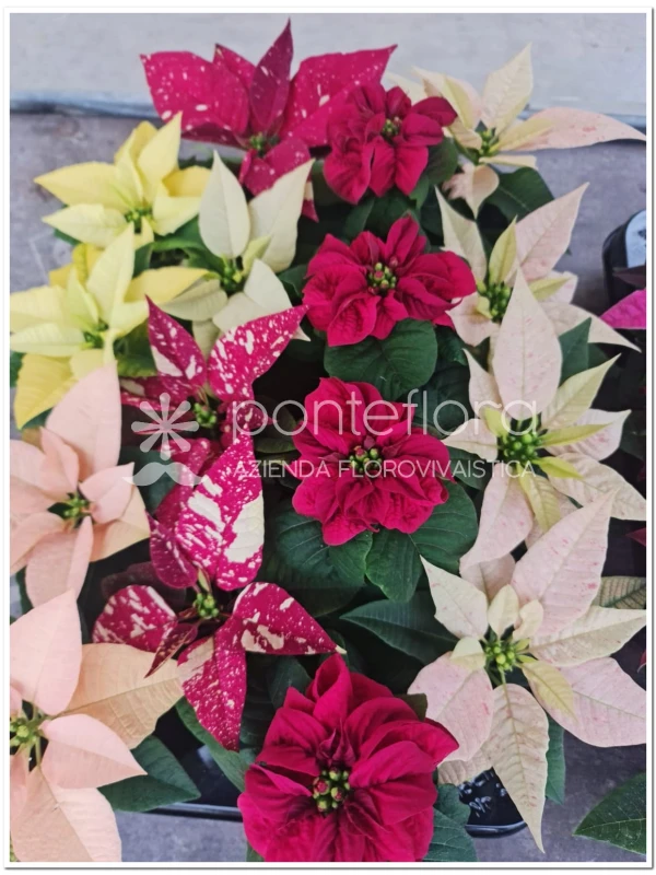 Euphorbia pulcherrima