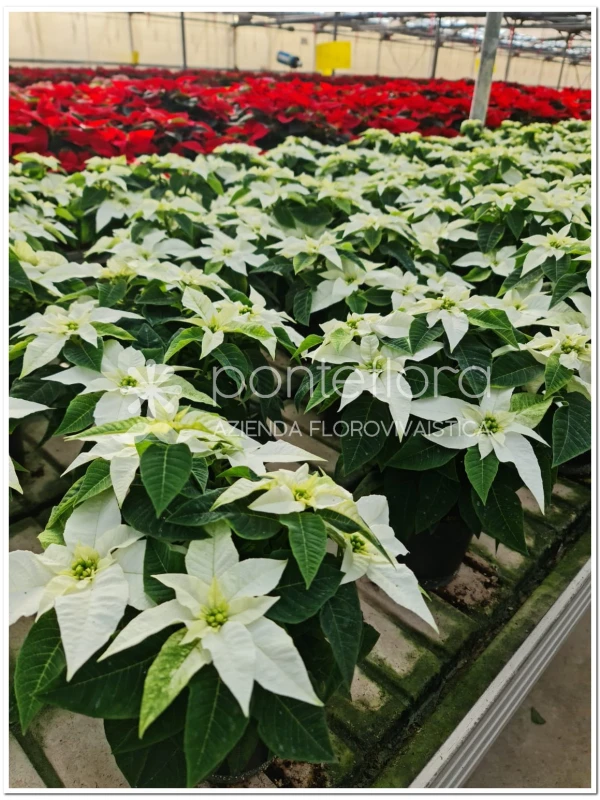 Euphorbia pulcherrima