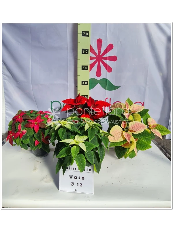 Euphorbia pulcherrima