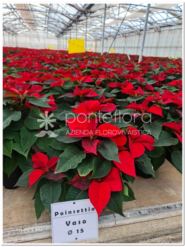 Euphorbia pulcherrima