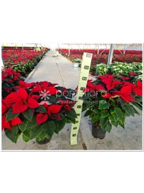 Euphorbia pulcherrima