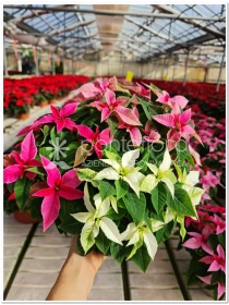 Euphorbia pulcherrima