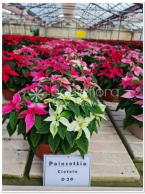 Euphorbia pulcherrima