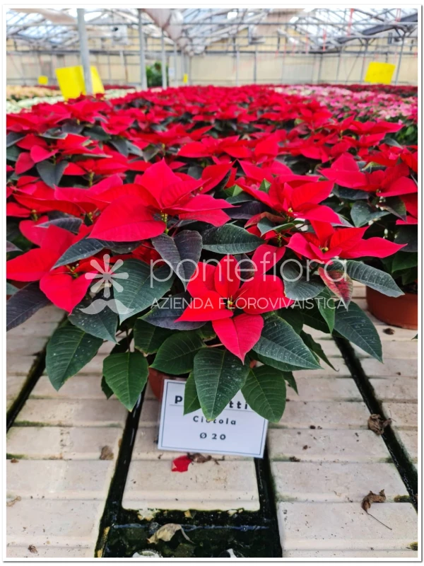 Euphorbia pulcherrima