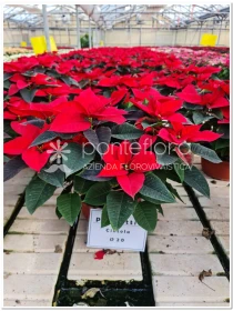 Euphorbia pulcherrima