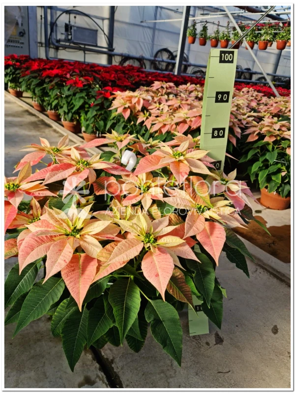 Euphorbia pulcherrima