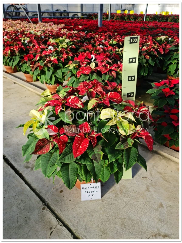 Euphorbia pulcherrima