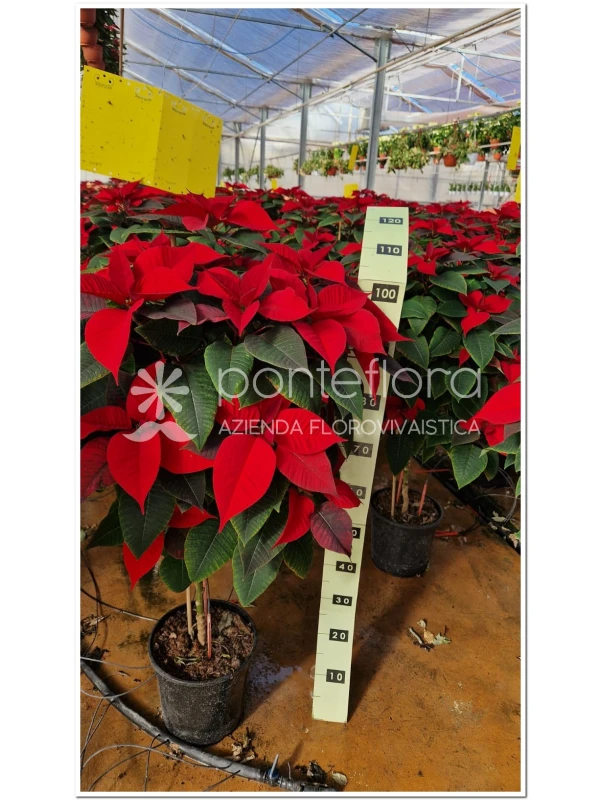 Euphorbia pulcherrima