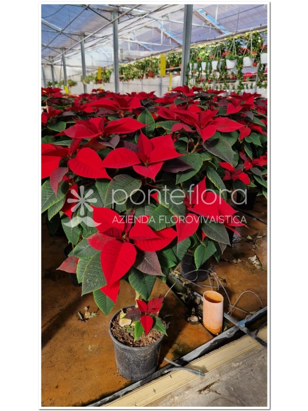 Euphorbia pulcherrima