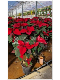 Euphorbia pulcherrima