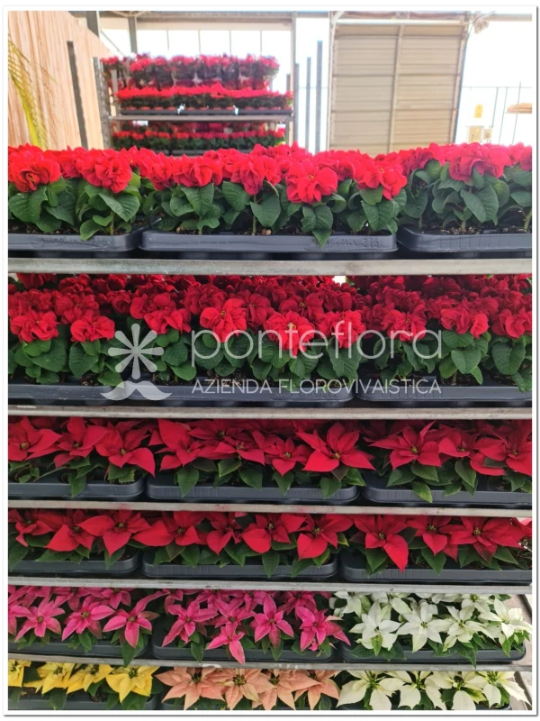 Euphorbia pulcherrima