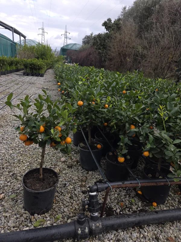Citrus mitis, calamondino Calamodino - Azienda Agricola Torre Pietro Società Semplice Agricola