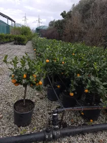 Citrus mitis, calamondino Calamodino - Azienda Agricola Torre Pietro Società Semplice Agricola