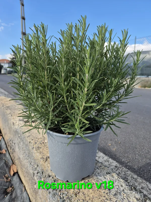 Rosmarino officinalis vaso 18 Rosmarino Officinalis Vaso 18 - Riviera Quality Società Agricola Cooperativa