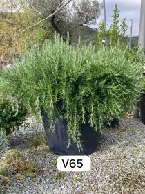 Rosmarino prostratus 65 - Riviera Quality Società Agricola Cooperativa